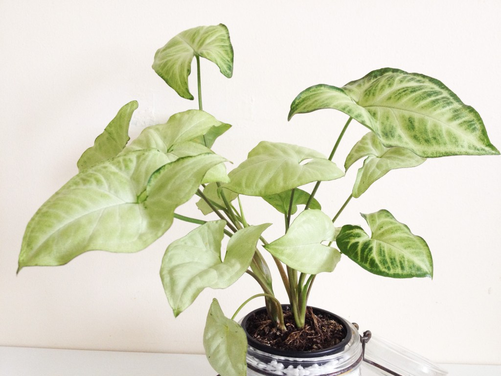 DIY & Vase d’hiver