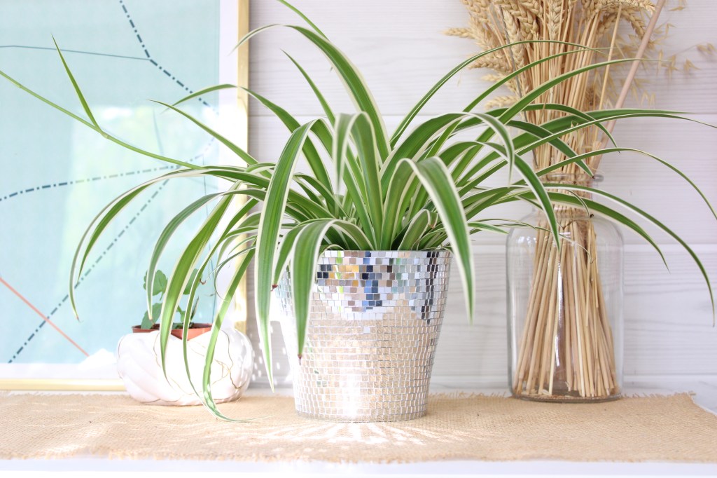 DIY & Cache-pot&nbsp;disco